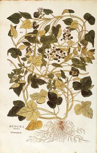 Lierre - Hedera helix nigra aurea, de De historia stirpium commentarii insignes (Notable Commentaries on the History of Plants) - Leonhard Fuchs