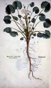 Malva Sylvestre (Grande Mauve) - dans « De Historia Stirpium commentarii insignia » par Leonhart Fuchs - Leonhard Fuchs