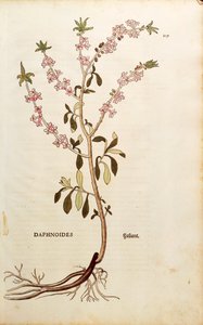 Bois-joli - Daphne mezereum par Leonhart Fuchs de De historia stirpium commentarii insignes, gravure en couleur - Leonhard Fuchs