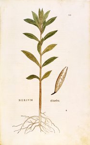 Laurier-rose (Nerium oleander) de Leonhart Fuchs de De historia stirpium commentarii insignes (Commentaires notables sur l