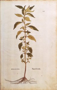 Pariétaire officinale - Parietaria officinalis par Leonhart Fuchs de De historia stirpium commentarii insignes, gravure en couleur - Leonhard Fuchs
