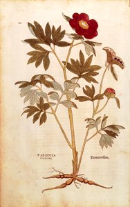 Pivoine - Paeonia officinalis (Paeonia foemina) de Leonhart Fuchs, de De historia stirpium commentarii insignes