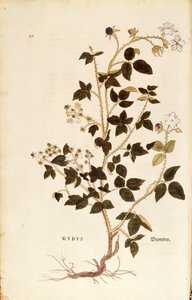 Planche : Ronce par Leonhart Fuchs de De historia stirpium commentarii insignes, gravure en couleur - Leonhard Fuchs