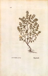 Euphraise rouge (Euphrasia officinalis) de De historia stirpium commentarii insignes, gravure en couleur