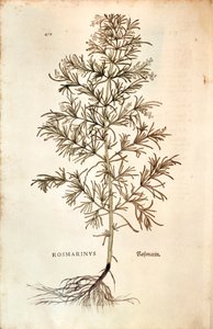 Romarin (Rosmarinus officinalis) - Leonhard Fuchs