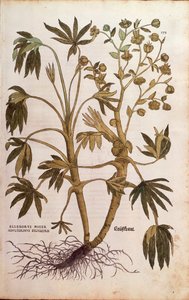 Hellébore fétide ou Herbe à la puce - Helleborus foetidus (Helleborus niger adulterinus sylvestris) de De historia stirpium commentarii insignes, gravure en couleur