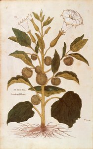 Datura stramoine - Datura stramonium par Leonhart Fuchs de De historia stirpium commentarii insignes, gravure en couleur - Leonhard Fuchs