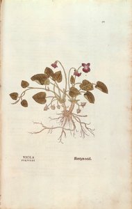 Violette (Viola odorata) par Leonhart Fuchs de De historia stirpium commentarii insignes, gravure en couleur