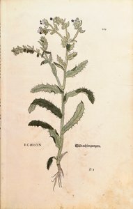 Vipérine commune - Echium vulgare, de De historia stirpium commentarii insignes (Notable Commentaries on the History of Plants) - Leonhard Fuchs