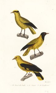 Espèces de loriot - Leopold Massard