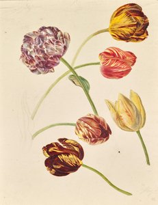 Tulipes - Leopold von Stoll