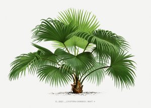  - Les Palmiers Histoire Iconographique