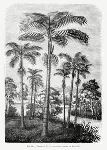  - Les Palmiers Histoire Iconographique