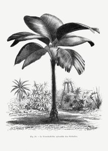  - Les Palmiers Histoire Iconographique