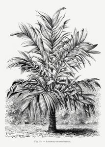  - Les Palmiers Histoire Iconographique