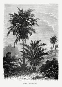  - Les Palmiers Histoire Iconographique