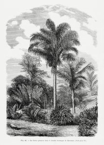  - Les Palmiers Histoire Iconographique