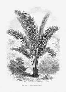  - Les Palmiers Histoire Iconographique