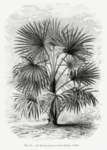  - Les Palmiers Histoire Iconographique