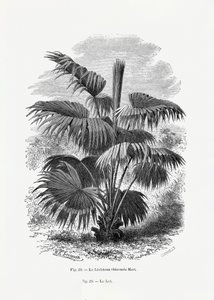  - Les Palmiers Histoire Iconographique