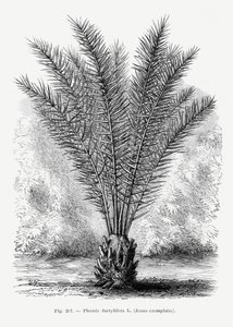  - Les Palmiers Histoire Iconographique
