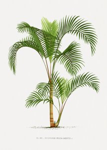  - Les Palmiers Histoire Iconographique