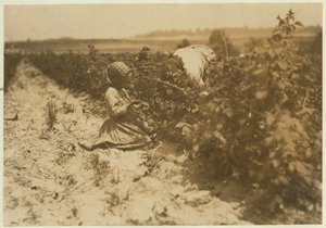 Une fillette polonaise de six ans cueillant des baies toute la journée avec sa famille (Scholtz) à Rock Creek près de Baltimore, Maryland, 1909 - Lewis Wickes Hine