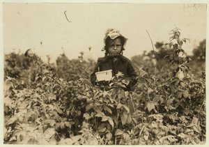 Annie Bissie cueillant des baies dans les champs près de Baltimore, Maryland, 1909