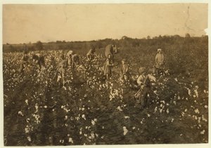 Famille cueillant du coton près de McKinney, Texas, 1913 - Lewis Wickes Hine