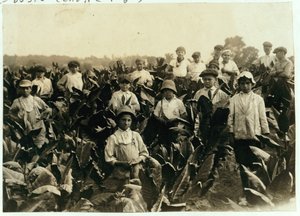 Ferme de Tabac Goodrich, près de Gildersleeve, Connecticut, 1917 - Lewis Wickes Hine