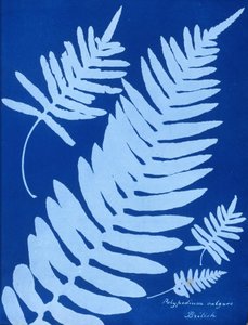 Cyanotype de Polypodium vulgare