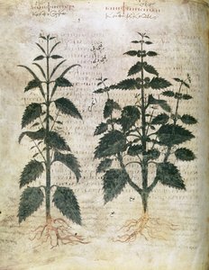 Herbiers Orties, VIe siècle - Unbekannt Unbekannt