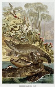 Crocodiles du Nil (crocodilus nicoticus) - dans « La Vita degli animali » par A.E. Brehm, Torino - Unbekannt Unbekannt