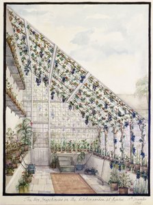 Les Deux Serres à Raisins dans le Jardin de Cuisine, Aynhoe - Lili Cartwright