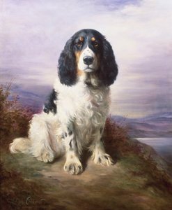 Royal, un épagneul springer tricolore - Lilian Cheviot