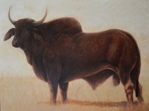 taureau brahmane - Lincoln Seligman