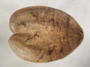 Noix de coco 1