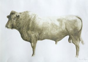 Taureau d