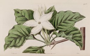Gardenia propinqua