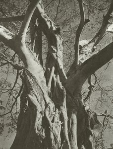 Arbre banyan