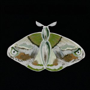 Un papillon de nuit vert remarquable - Lori Ann Folz