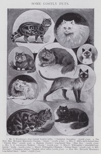 Quelques animaux de compagnie coûteux (lithographie) - Louis (after) Wain