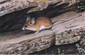 La souris à grandes oreilles représente le clan des pieds blancs dans les canyons escarpés du sud-ouest