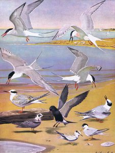Illustration de The Natural History of American Birds of Eastern and Central North America