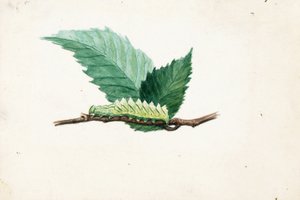 Jagged Leaf Edge Caterpillar, étude pour le livre Concealing Coloration in the Animal Kingdom (La dissimulation de la coloration dans le règne animal)