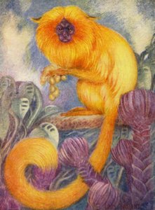 Au zoo : Singe marmoset - Louis Augustus Sargent
