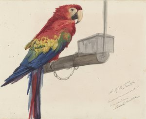 Perroquet. 1879