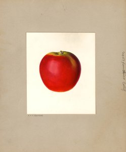 Pomme (Malus domestica : No. 57) (aquarelle) - Louis Charles Christopher Krieger