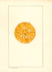 Orange (Citrus sinensis) (aquarelle) - Louis Charles Christopher Krieger