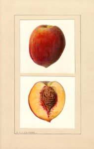 Pêches (Prunus persica : Numéro 10) (aquarelle) - Louis Charles Christopher Krieger